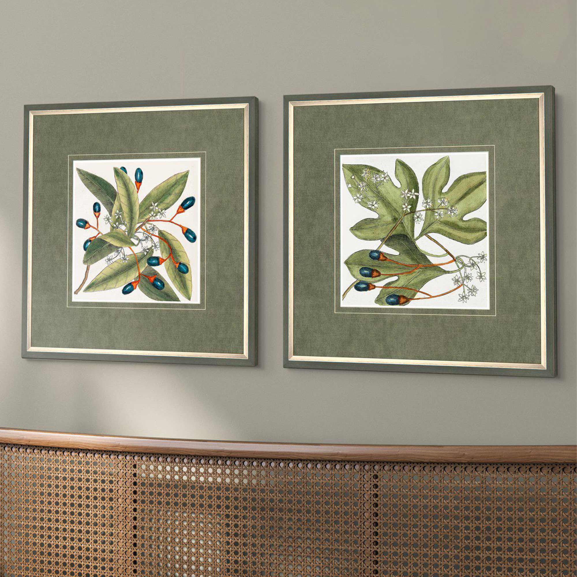 Botanical Beauty Wall Art, by Mark Catesby